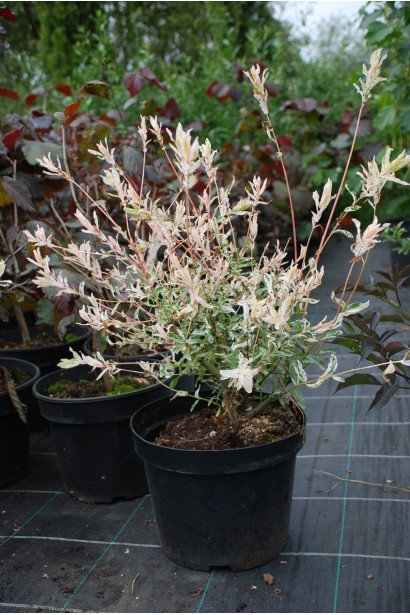 Ива цельнолистая Хакуро-Нишики - 5л/вис.25-35см/Ø25-30см